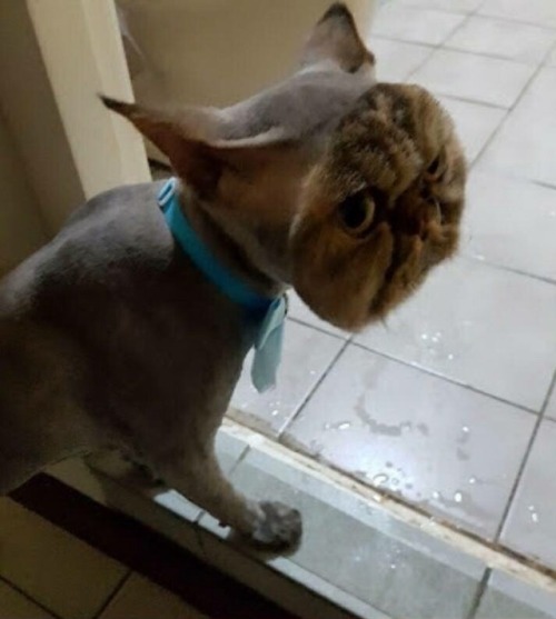 XXX roachpatrol:  catstextposts: This cat fully photo