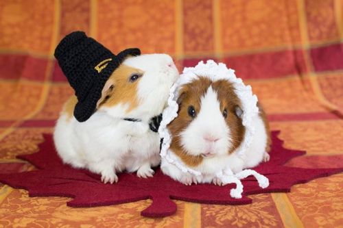 Porn Pics guineapiggies:  Via Guinea Pig Calendar Company