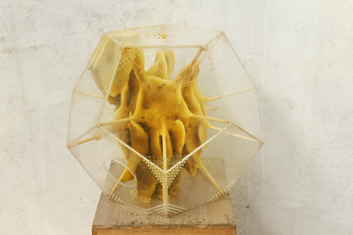 designcube: ‘Yuansu II’ (Sculptures made by bees) by Ren Ri