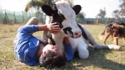 awwww-cute:  Cow Loves Being Cuddled (Source: http://ift.tt/1OtuFLL)