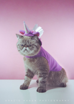 bunnyfood:  (via graciehagen:captainpancakesthecat:Gracie