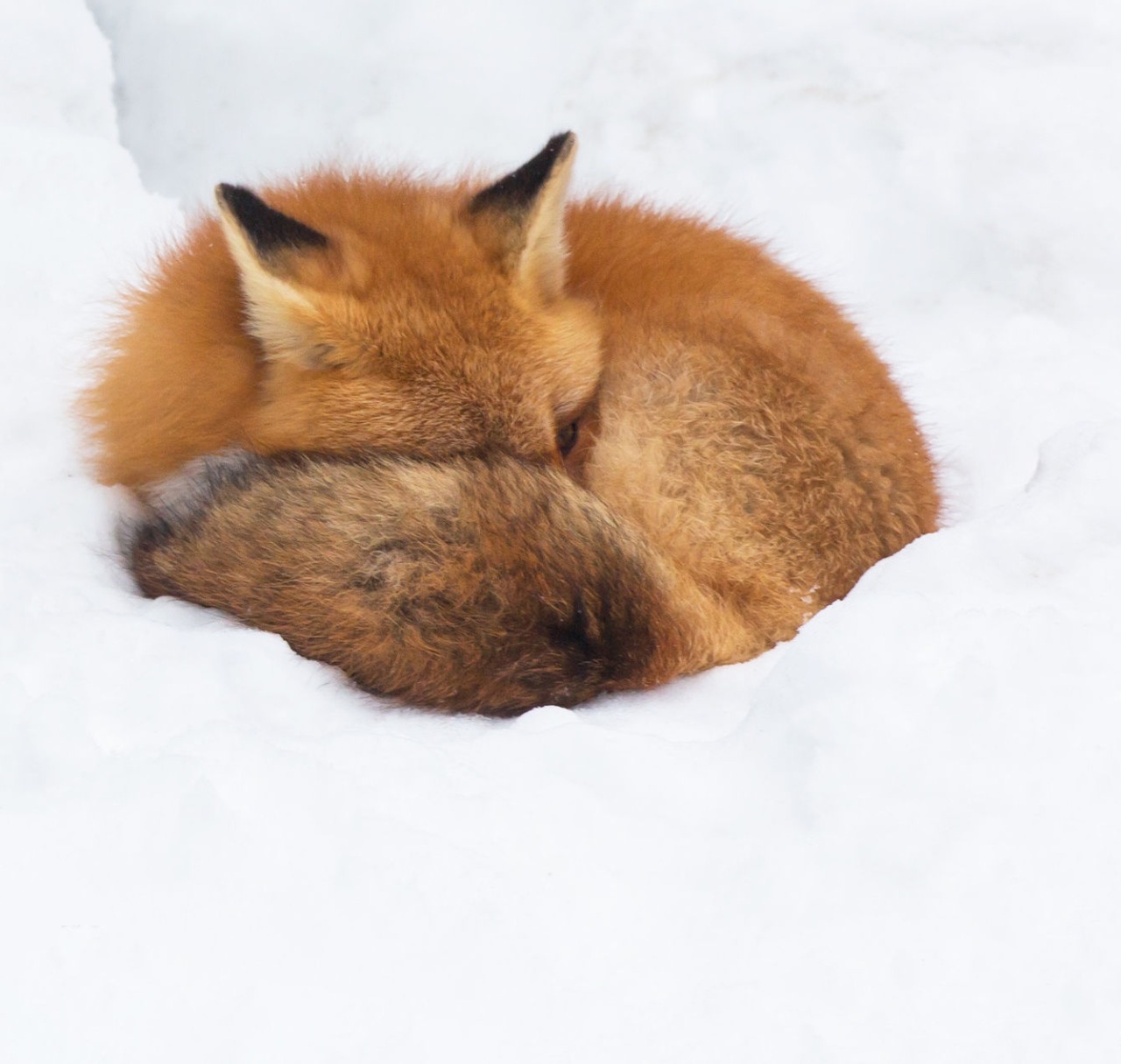 beautiful-wildlife:  Red Fox by Steven Rose