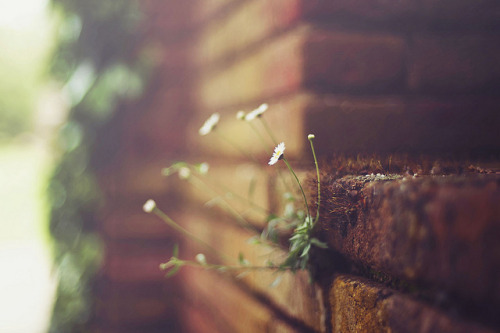 timefliestoday:  “You see, a secret is not something untold. It’s something which can’t be told.” by islandgirlsj on Flickr. 