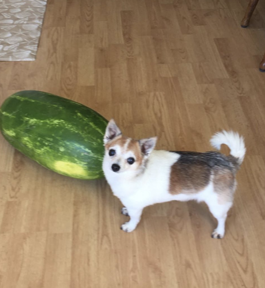 eatingwithdogs:  ✨🐶🍉