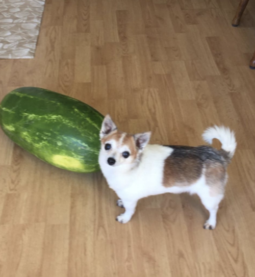 XXX eatingwithdogs:  ✨🐶🍉 photo