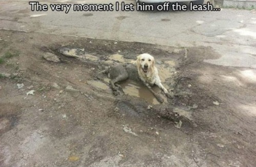 trail-rated:  saddleupbitches:  im-finn-the-human-so-what:  for those who love those silly furry babies… More here http://dogdose.com/30-hilarious-struggles-dog-owner-truly-understand/  I LOVE DOGS SO MUCH  These are all true 