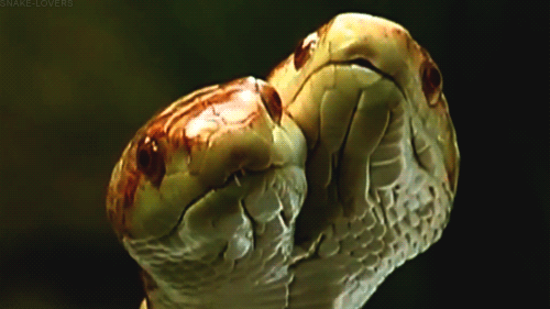 snake-lovers:Double headedPantherophis obsoletus