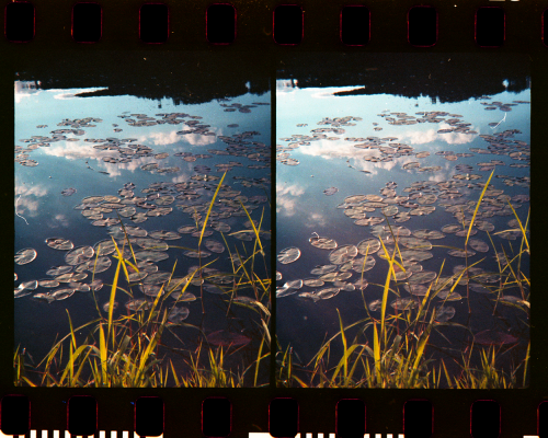 Lily Pads shot on Holga 135 TIM (3D 35mm film camera)1.Left and right frames for cross eye 3D2.Anagl
