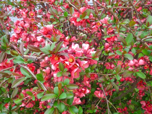 Blooming seen on my walk today. 