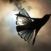 trulyvincent:Light diffracting through hummingbird wings