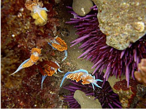 Hermissenda crassicornisSometimes known as the &ldquo;opalescent sea slug&rdquo;, H. crassicornis is