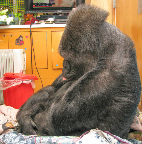 harlie-hadbury:nessagrey:zuzuhiddles:Koko the gorilla is a resident at the Gorilla Foundation in Woo