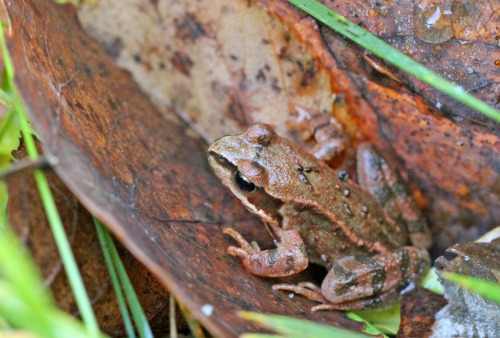 An equally small frog. This one found sitting on a leave in another Swedish forest.