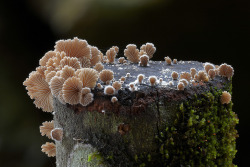 itscolossal:  Fantastic Fungi: The Startling