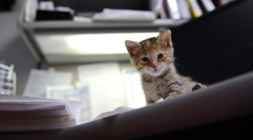 catsbeaversandducks:  A little furry crew member: a tiny rescued kitten prowls around TV station. KENS 5 & Kens5.com employees found quite the cute surprise hiding under a vehicle in their back parking lot. The precious kitten was about a week old