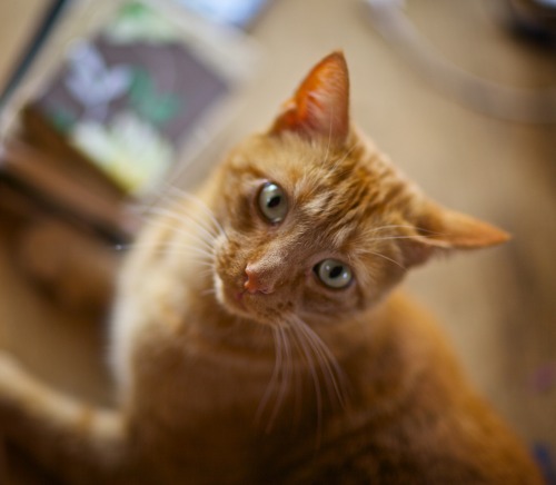 boschintegral: justjulespictures: O is for O.K.   ( Orange Kitty )   This little man came 