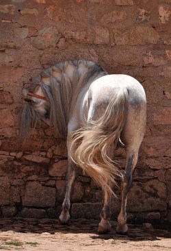 autumnbramble:akingdomofhorses:32/☼ Iberian Horses Andalusian Stallionii*stands up**just leaves the room*