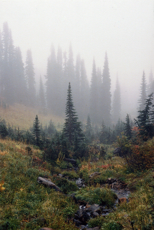 natureac:  This blog will make you feel at peace