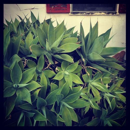 #urbanlandscape #urbanphotography #desert #desertfoliage www.instagram.com/p/CNRV198hWtp/?ig