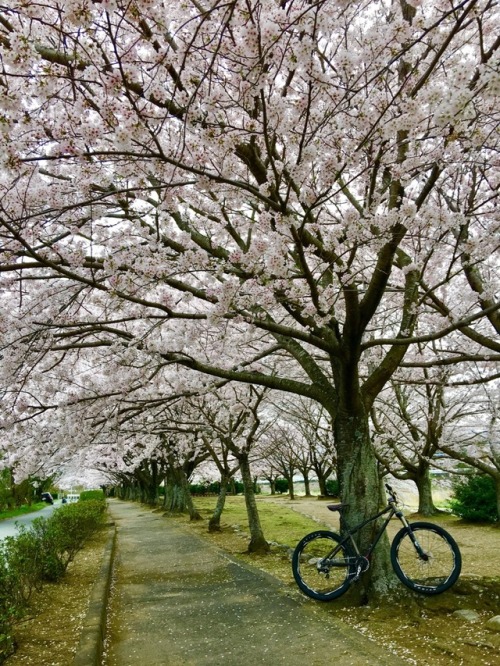 matsu56: SAKURA #桜 #SAKURA