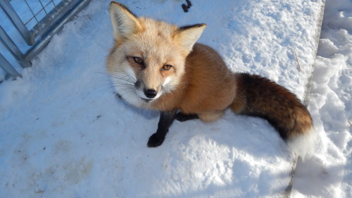 Foxy in the snow, I love how her red fur contrasts the pure white snow, she truly is a magnificent a