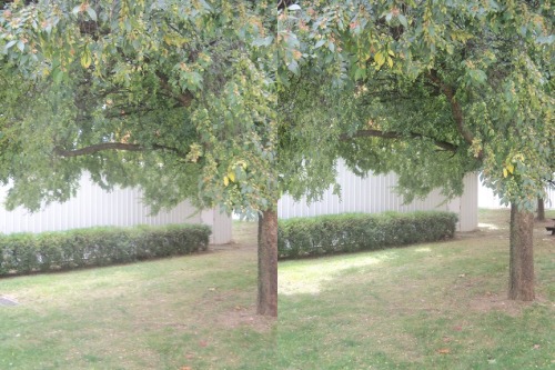  Cross your eyes a little to see these photos in full 3D. (How to view stereograms) 