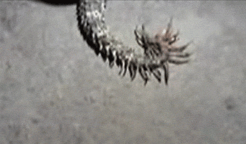 mothbug:  So a new species of snake (Pseudocerastes urarachnoides) was recently discovered