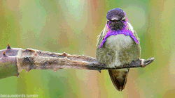 becausebirds:  An amethyst in bird-form, meet the Costa’s Hummingbird. A desert hummingbird, Costa’s Hummingbird breeds in the Sonoran and Mojave Deserts of California and Arizona. 
