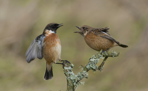 Stonechats by icemelter4 on Flickr.