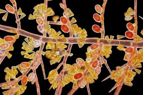 odditiesoflife:BioscapesThe beauty of life as captured by these award-winning microscopic images:Del