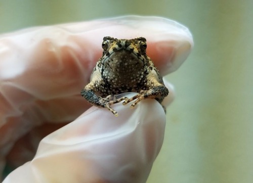 hope-for-the-planet:aquadraco20:typhlonectes:This tiny toad is the world’s first Puerto Rican creste