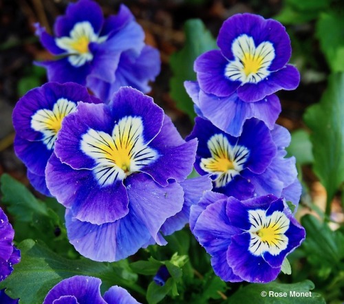 rosemonetphotos: Viola wittrockiana  04&gt;2018Pensée des jardins Pansy