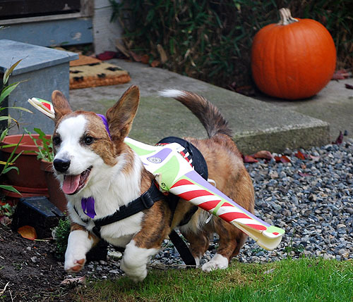 simonsaysbark:  Hahahah! Old picture of Baby Caleb (he’s maybe 9 months here,