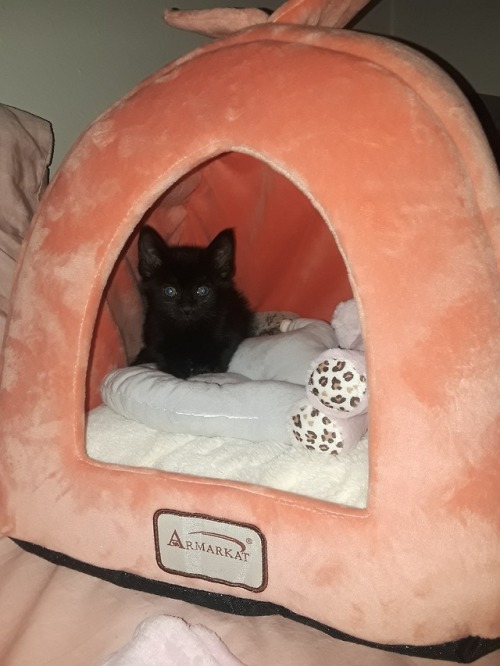 minyoongii:Luna , 11 weeks.