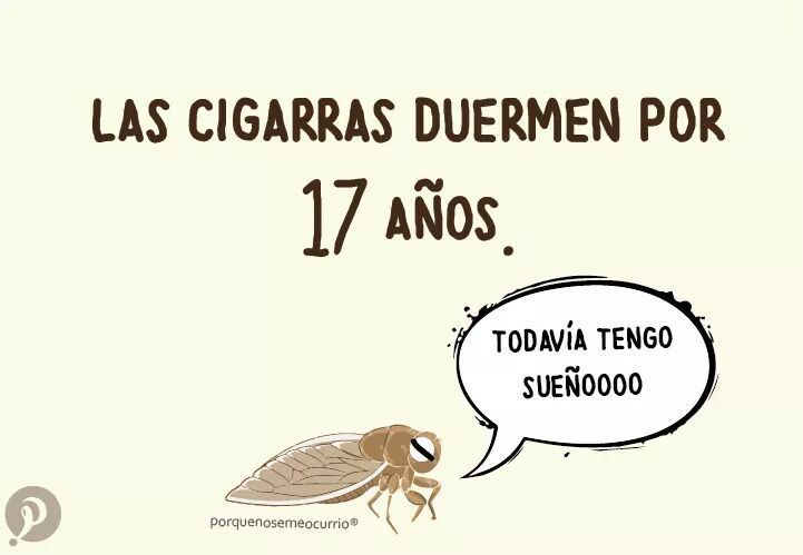 finofilipino: Nunca te acostarás sin saber una cosa más. Lo 100to por la traduxión