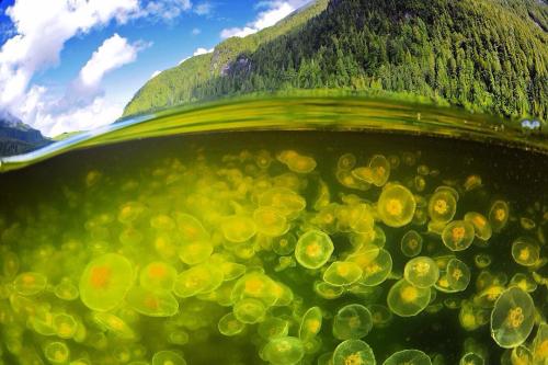 mooonjellies: thomaspeschak “A smack of moon jellyfish glows neon green in a inlet along Canada’s 