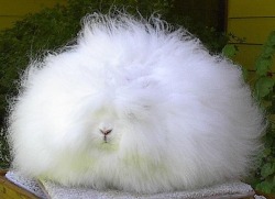 Stricklybunnies:  Pretty Much My Hair During Summer…      (Via Tumbleon)