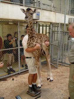 ichwilljeden:  sixpenceee:  A six-foot tall baby giraffe was born at the Virginia Zoo in Norfolk. This is how they weighed her:  foxylilgingergirl  Aaaaawwwwwwww