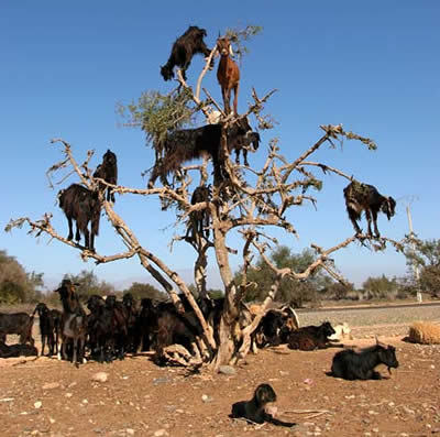 sixpenceee:Morocco’s Climbing GoatsGoats on trees are found mostly only in Morocco.