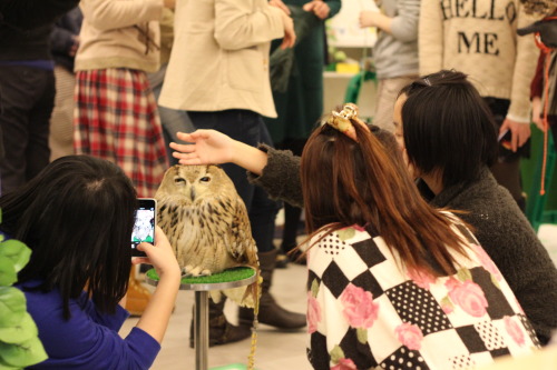 travelry:  You guys have probably heard about ‘cat cafes’ in Asia. Well, today I went to an owl cafe in Osaka, Japan. It was amazing, and there are lots of different species, from a huge eagle owl, to tiny little ones that perch on your head and shoulders
