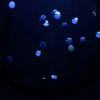 aquaristlifeforme:So maybe I sit and watch these for too long every day. Oops.