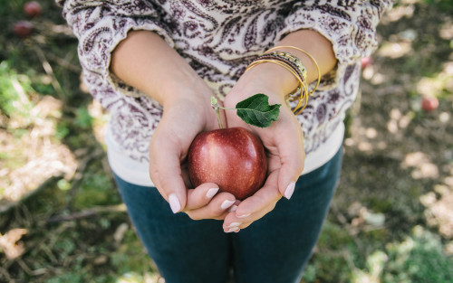 shaker hill apple festival // alfred 