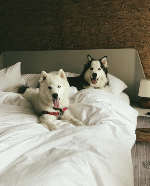 brookbooh:I’m a Siberian Husky pup who lives in Austin Texas with my little sister, Luna. I love pla