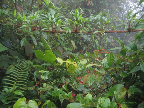 stressless-zone:  At the edge of ‘Parque Internacional la Amistad’ near Boquete, Panamá.