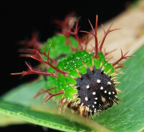 Colour Sergeant Caterpillar (Athyma nefte, Nymphalidae)