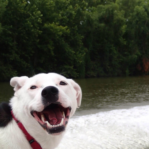 awwww-cute:  This is Izzy. Izzy just found out she likes boat rides