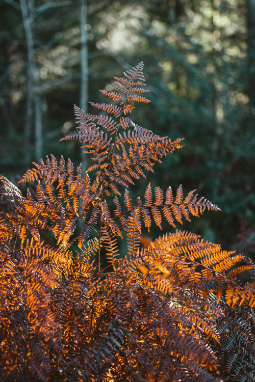 Ferns illuminated by December sun