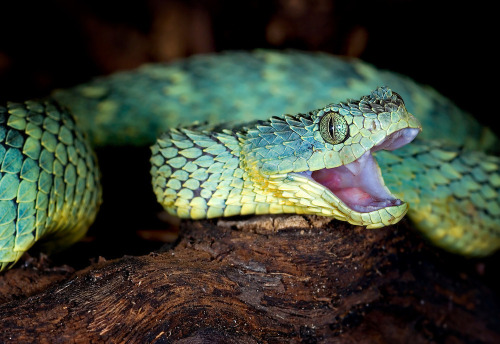 Are Those Pictures Of Bush Vipers Real????? They're The Most Adorable Thing I've Ever Seen