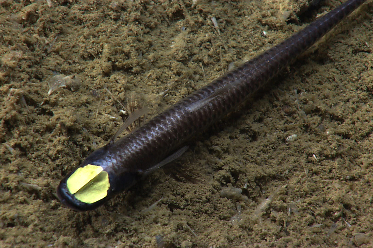 bogleech:  bogleech:  Look at the eyes on the deep sea fish IPNOPS. They’re some