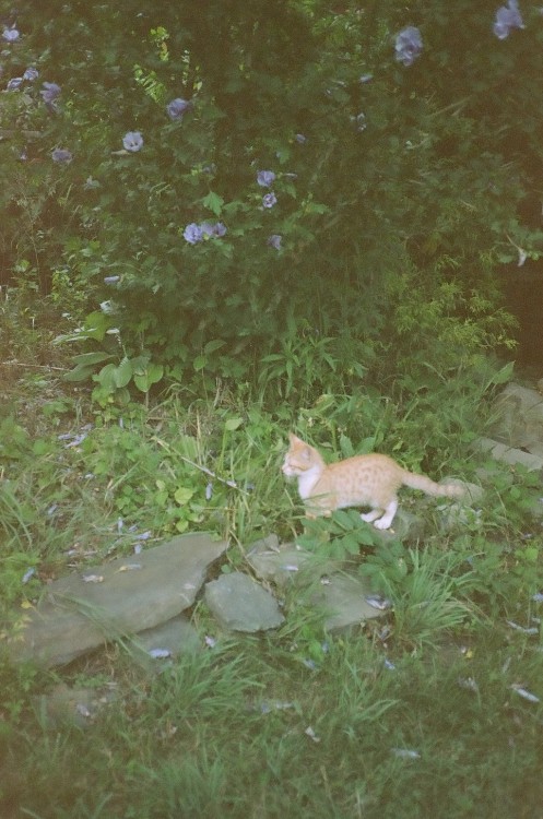 dcci: Baby Claw Upstate NY | Summer 2020 Image shot by me (dcci) with a Yashica T4